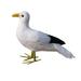 Artificial Seagull Bird Realistic Taxidermy home and garden Decoration Ornament Seagull 1