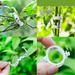 TANGNADE Plant Flower Tomato Support Clips Vegetable Garden Patio Lawn & Garden Star Hair Clear