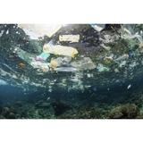 Discarded plastic bags and other trash float above a shallow coral reef. Poster Print by Ethan Daniels (17 x 11)