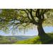 Old Oak Tree with sun and scenic view in Early Spring Odenwald Hesse Germany Poster Print by Michael Breuer (20 x 13)