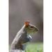 Eastern gray squirrel-Kentucky Poster Print - Adam Jones (18 x 24)