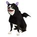 Bat Doggie Poncho Pet Costume | Small/Medium