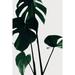 Monstera Natural 25 Poster Print - 1x Studio III (24 x 36)