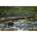 Black bear (Ursus americanus) fishing in a stream in the Great Bear Rainforest; Hartley Bay British Columbia Canada Poster Print by Robert Postma (19 x 12)