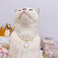 Ayyufe Pet Collar Dress Up Faux Pearl Design Long Lasting Pet Cat Imitation Pearl Necklace with Pendant Decor