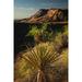 Joshua tree-Yucca brevifolia and sunset on red rocks-Valley of Fire State Park-Nevada Poster Print - Adam Jones (15 x 24)