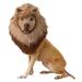 Lion Mane XSmall Dog Costume Halloween Headpiece Hat Animal Planet