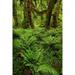 Big Leaf Maple tree draped with Club Moss-Hoh Rainforest-Olympic National Park-Washington State Poster Print - Adam Jones (24 x 36)
