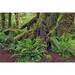 Big Leaf Maple tree draped with Club Moss-Hoh Rainforest-Olympic National Park-Washington State Poster Print - Adam Jones (36 x 24)