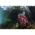 A beautiful barrel sponge grows along the edge of a blue water mangrove forest. Poster Print by Ethan Daniels (17 x 11)