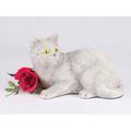 Shorthair Gray Cat Cremation Pet Urn for a Cat Memorial in remembrance of your beloved family pet