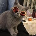 Pet Sunglasses Round Metal Pet Sunglasses Classic Retro Cute and Funny Pet Sunglasses Dog Cat Cosplay Party Costume Photo Props