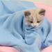 Pet Dog Blankets Soft Velvet Throw for Bed Chair Couch Sofa Furniture Protector Machine Washable for Small Medium Large Dogs Cats Kittens Puppy Blanket Keep Warm Quilt 31.5*31.5 Blue
