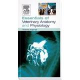 Pre-Owned Essentials of Veterinary Anatomy & Physiology (Paperback) 0750688025 9780750688024