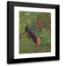 Charles Robert Knight 11x14 Black Modern Framed Museum Art Print Titled - Bornean Crested Fireback (1918-1922)