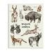 Stupell Industries Wildlife In America Various Animals Detailed Illustrations Chart Wood Wall Art 10 x 15 Design by Lil Rue