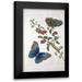 Merian Sybilla 11x14 Black Modern Framed Museum Art Print Titled - Tropical fruit Butterflies plate 2