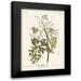 Audubon John James 17x24 Black Modern Framed Museum Art Print Titled - Pl. 63 White-eyed Flycatcher