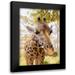 Mansfield Kathy 17x24 Black Modern Framed Museum Art Print Titled - Curious Giraffe