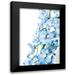 Urquhart Elizabeth 13x18 Black Modern Framed Museum Art Print Titled - Freshly Picked Delphinium III