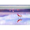 Bay Isle Home™ Pastel Flamingo Photo Canvas | 8 H x 12 W x 1.25 D in | Wayfair CAA896A79E064D95A0EDA0A0608F6380
