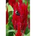 August Grove® Bumblebee on Red Flowers Photography - Wrapped Canvas Photograph Canvas | 30 H x 20 W x 1.25 D in | Wayfair