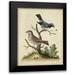 Edwards George 20x24 Black Modern Framed Museum Art Print Titled - Edwards Bird Pairs V