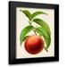 Vision Studio 15x18 Black Modern Framed Museum Art Print Titled - Antique Fruit V