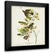 Audubon John James 15x18 Black Modern Framed Museum Art Print Titled - Pl 144 Small Green-crested Flycatcher