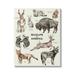 Stupell Industries Wildlife In America Various Animals Detailed Illustrations Chart Canvas Wall Art 30 x 40 Design by Lil Rue