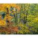 USA-Washington State-Easton and fall colors on Big Leaf Maple and Vine Maple Poster Print - Sylvia Gulin (24 x 18)