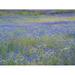 USA-Washington State-Palouse blue bachelor buttons in large field near Winona Poster Print - Sylvia Gulin (36 x 24)