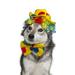 Midlee Clown Dog Costume Hat Wig & Bowtie