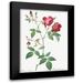 Redoute Pierre Joseph 14x18 Black Modern Framed Museum Art Print Titled - Velvet China Rose Rosa indica
