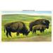 South Dakota View of Buffalo; Monarchs of the Plains (16x24 Giclee Gallery Art Print Vivid Textured Wall Decor)