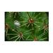 Gordon Semmens Cactus Flowers 01 Canvas Art