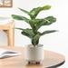 Primrue Riviera Faux Fiddle Leaf Fig Plant In Pot - 14" Height Ceramic/Plastic | 14 H x 10.5 W in | Wayfair 087CFBCA8EC1480DAC36B9EE12FEEE7B