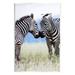 Stupell Industries Heartwarming Zebras Kissing in Field by Danita Delimont - Unframed Photograph on MDF in Black/Green/White | Wayfair