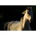 Artful Printers White Stallion Horse Sunset - Unframed Photograph Plastic/Acrylic in Black/White | 16 H x 20 W x 1 D in | Wayfair AC-16203608
