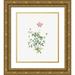 Redoute Pierre Joseph 20x23 Gold Ornate Wood Framed with Double Matting Museum Art Print Titled - Single Dwarf China Rose Rosa indica pumila flore simplici