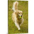 Great BIG Canvas | Happy golden retriever fetches tennis ball Canvas Wall Art - 20x30