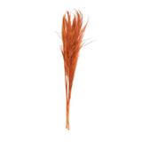 Vickerman 687123 - 46" Orange Pampas Grass 6Pk (H2PPS729-6) Dried and Preserved Grass