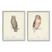 Stupell Industries Owl Breeds Latin Study Page Detailed Bird Animal Graphic Art Gray Framed Art Print Wall Art Set of 2 Design by H. L. Meyer