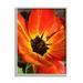 Stupell Industries Bold Red Poppy Flower Blossom Petals Photograph Gray Framed Art Print Wall Art Design by Heidi Bannon