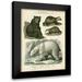 Edwards Sydenham 15x18 Black Modern Framed Museum Art Print Titled - Brown Bear and Polar Bear