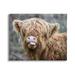 Stupell Industries Baby Highland Calf Cattle Licking Lips Country Farmland Photograph Gallery Wrapped Canvas Print Wall Art Design by James Dobson