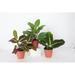 Thorsen's Greenhouse Live Prayer Plant Trio Set In Biodegradable Pots in Brown | 6 H x 4 D in | Wayfair 4 Prayer Plant Trio-thin-tc