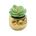 XINHUADSH Artificial Succulents Eco-friendly Mini Decorative Faux Succulents with Pot Lovely Great for Home