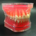 Modèle d'étude dentaire fuchsia dents parfaites gomme molle modèle T adulte modèle standard