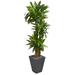 5.5' Cornstalk Dracaena Artificial Plant in Slate Planter (Real Touch) - 65